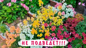 Непревзойденный львиный зев Твини!