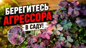 Не сажайте это растение! Кислица захватывает весь сад
