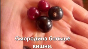 Сбор чёрной смородины 30 июня 2026г.