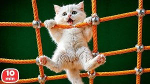 Кот Кефир нашёл друга и победил задиру! Две веселые истории про кота