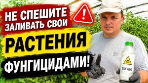 Растения кажутся больными? Не спешите их лечить!