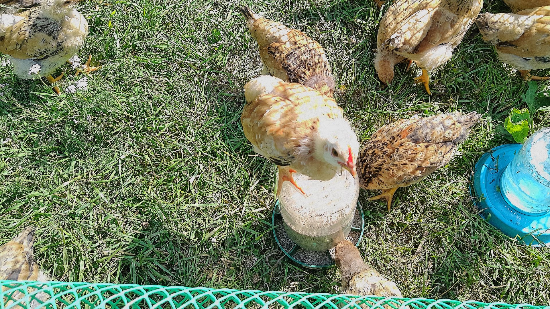 Курятник