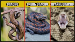 Самые ОПАСНЫЕ ЗМЕИ России! Эти змеи опаснее, чем вы думаете