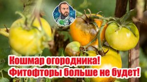 ✨ Полная победа над фитофторой! 🍅 3 средства с моментальным результатом.