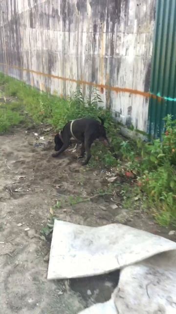 rutube.ru