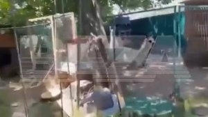 Дикая обезьяна растерзала пенсионерку в Адыгее — она перегрызла ей артерии на ногах