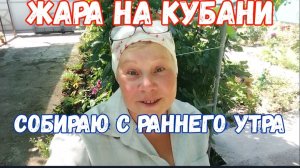 295🏡Собираю урожай с утра/Жара/Все поливаю/Встретила мужа