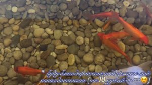 НАДО БЫЛО УДОЧКИ БРАТЬ 😄🐠🐟