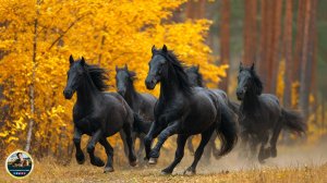 Осень - Красивая музыка для души! Самая красивая мелодия на свете! Мелодия осени! Песня ОСЕНЬ
