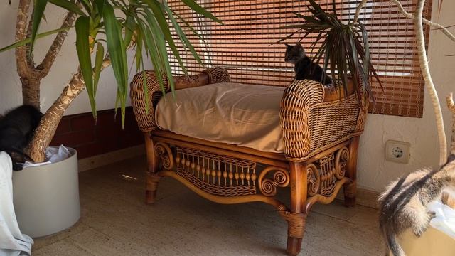 Добрый день от котят лесного кота Барсика 02-07-2026