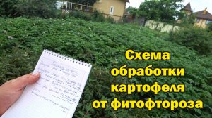 4 этапа обработок картофеля от фитофторы