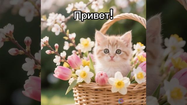 cat смотреть онлайн