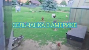Сельчанка в Америке ВСЕГДА БОЮСЬ СИЛЬНОЙ ЖАРЫ