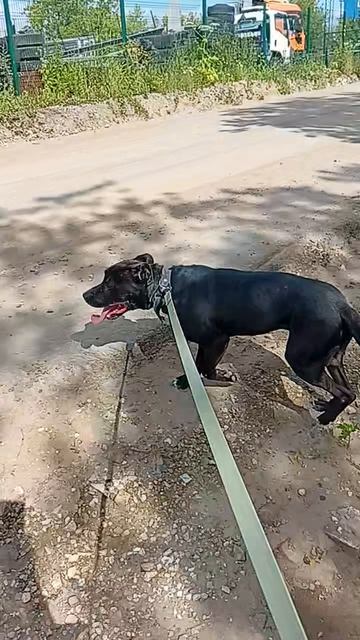 rutube.ru