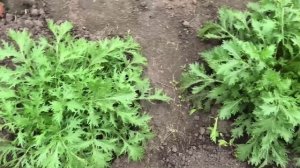 Выращивание капусты японской