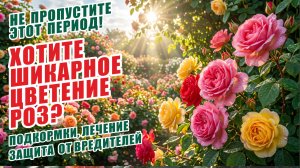 КАК ПОЛУЧИТЬ ОБИЛЬНОЕ ЦВЕТЕНИЕ РОЗ. ПОДКОРМКИ, ЛЕЧЕНИЕ ОТ БОЛЕЗНЕЙ, ЗАЩИТА ОТ ВРЕДИТЕЛЕЙ. РОЗЫ.