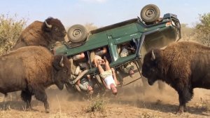 Моменты на сафари попавшие на камеру.