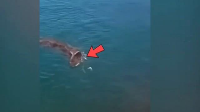 10 Реальных ДИНОЗАВРОВ Снятых На Видео