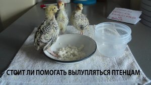 Стоит ли ПОМОГАТЬ ВЫЛУПЛЯТЬСЯ перепелятам из яйца ?