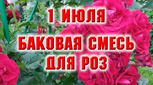 1 июля. Баковая смесь для роз