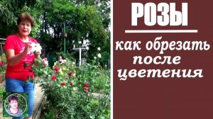 Обрезка роз после цветения: когда и как правильно обрезать, чтобы розы снова пышно зацвели
