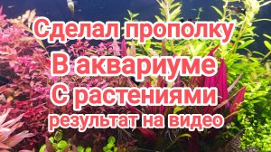Делаю подмену воды и подстригаю растения в аквариуме травник