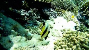 Огромный коралловый риф Египет Шарм ель Шейх отель Нубиан Айленд, Nubian Island Hotel