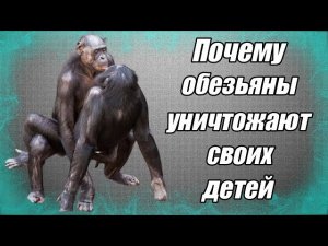 Почему обезьяны уничтожают своих детей