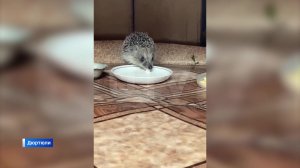 В Дюртюлях маленький ежик-гурман забрел в частный дом
