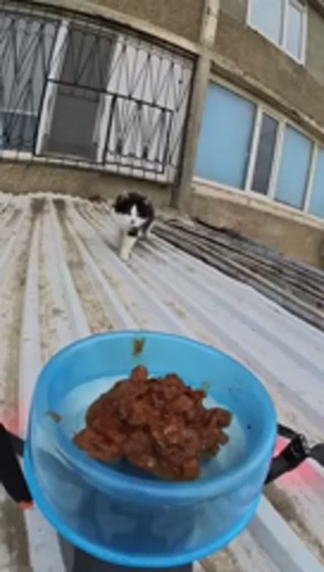 Беспилотник с миской🐱 🛸🐾)