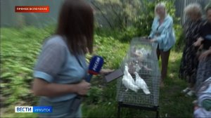 Прямое включение: в эти минуты в единственном в Иркутской области питомнике голубей «Счастье летать»