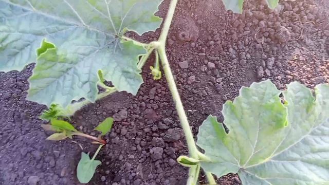 02-07-2026 Вечерняя прогулка по огороду..Присоединяйтесь 🤗 смотреть онлайн