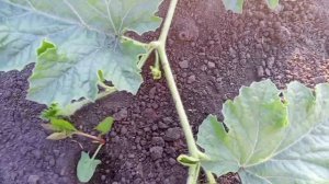 02-07-2026 Вечерняя прогулка по огороду..Присоединяйтесь 🤗