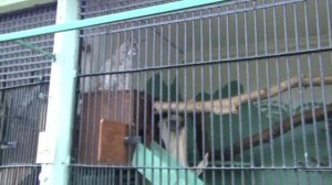 Знаменитый Арвид Рысь Питерский Зоопарк Famous Arvid Lynx at the St. Petersburg Zoo