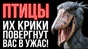 ПТИЦЫ: Те, Чьи Голоса Пугают До МУРАШЕК