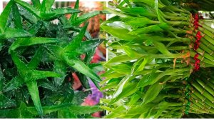 🌿🫐ЛЕМАНА ПРО🌿ОБЗОР ЦВЕТОВ🫐🌿июль2026