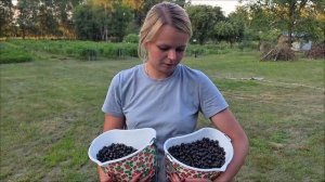 САМАЯ ЖАРКАЯ ЖИЗНЬ В ДЕРЕВНЕ И НА ХУТОРЕ! СБОР И ЗАГОТОВКА ЯГОД. ЧТО СЛУЧИЛОСЬ С ОГОРОДОМ?
