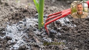 5 подкормок для огурцов в июне, которые спасают урожай + главная ошибка дачников