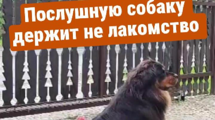 Послушную собаку держит не лакомство