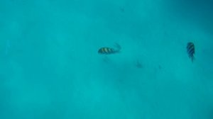 Красное море: подводный космос