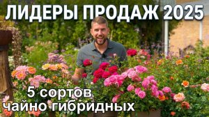 5 ЛУЧШИХ чайно гибридных роз 2025 года | Какие сорта выбрать?