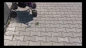 забираем уточек из лагеря 🤪🫪