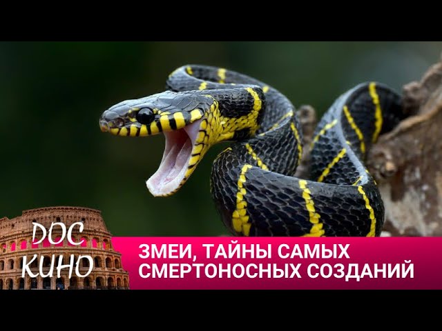 🎭ЗМЕИ, ТАЙНЫ САМЫХ СМЕРТОНОСНЫХ СОЗДАНИЙ НА ЗЕМЛЕ🌎 ДОКУМЕНТАЛЬНОЕ КИНО 🎆 2023