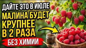 МАЛИНА В ИЮЛЕ ПРОСИТ ЭТО! ЯГОДЫ СТАНУТ В 2 РАЗА КРУПНЕЕ