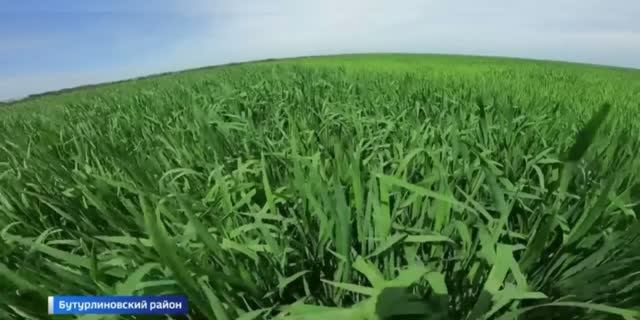 Сотрудники Воронежского филиала ВНИИКР рассказали о методе NGS смотреть онлайн