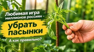 Все удаляют пасынки. Но правильно ли это делают?