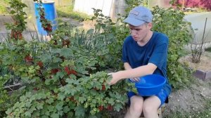 Июль, жара, пришло время собирать красную смородину