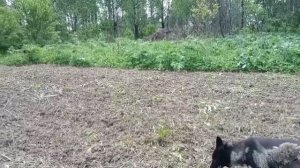 Таёжная пасека,начало лета 26г.