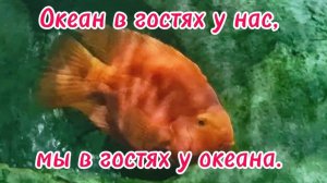 Океан в гостях у нас, мы в гостях у океана.