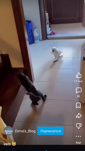 кошки смотреть онлайн